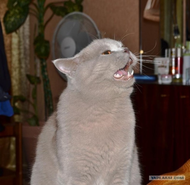 Первый котовторник июля