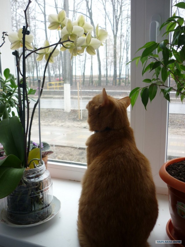 Котовторник с Кузей