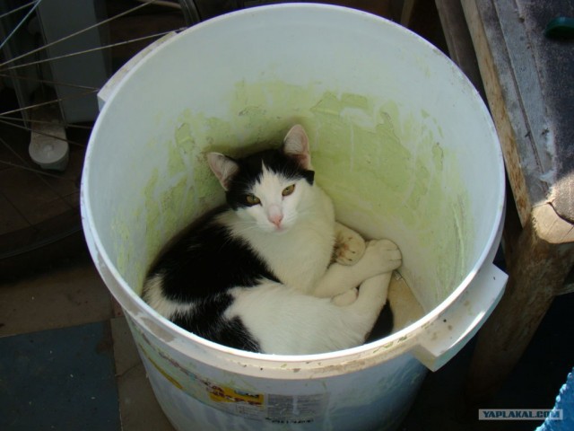 Интимный котовторник (23.08.11)