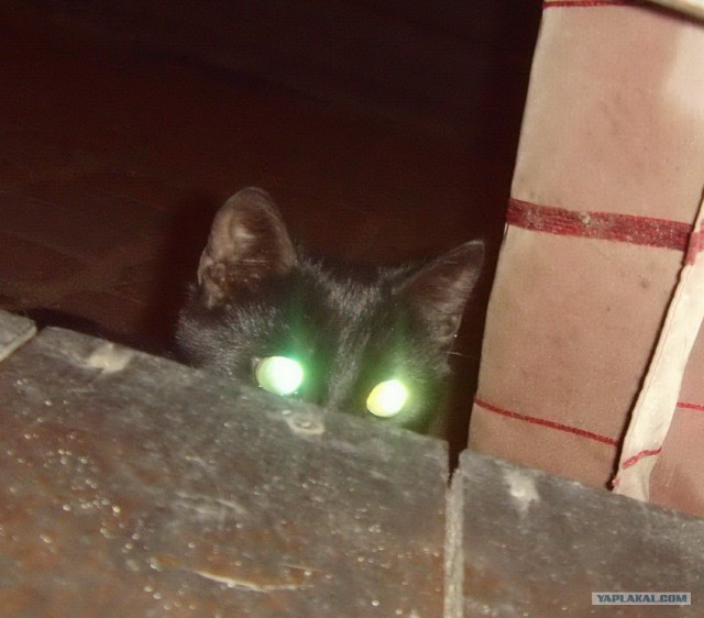 Котовторник в "КотоГетто"