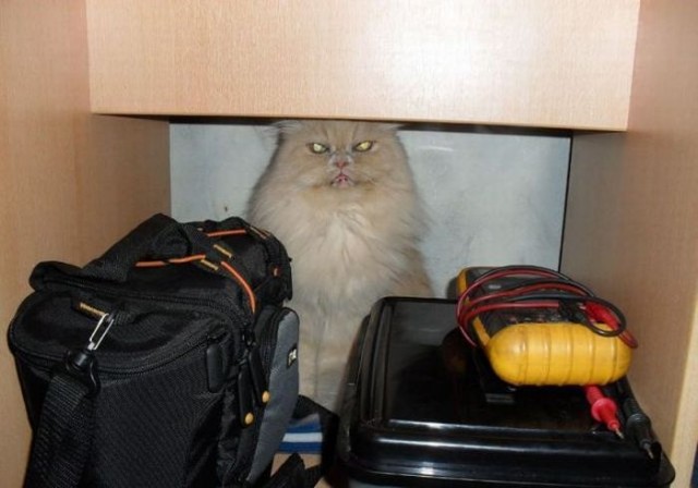 Котовторник!