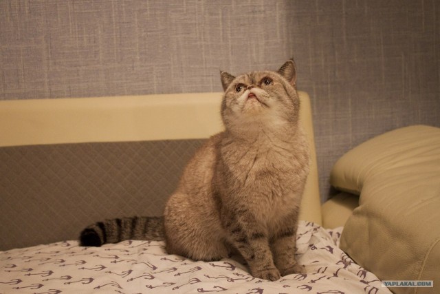 Котовторник (07.02.2012)