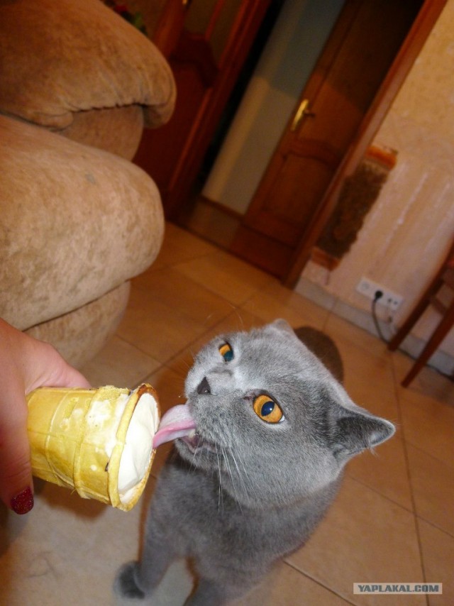 Котовторник (15.05.2012)