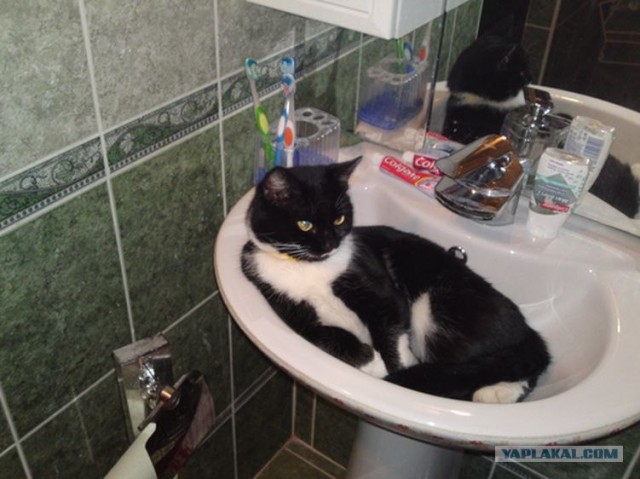 Котовторник 03 07 2012