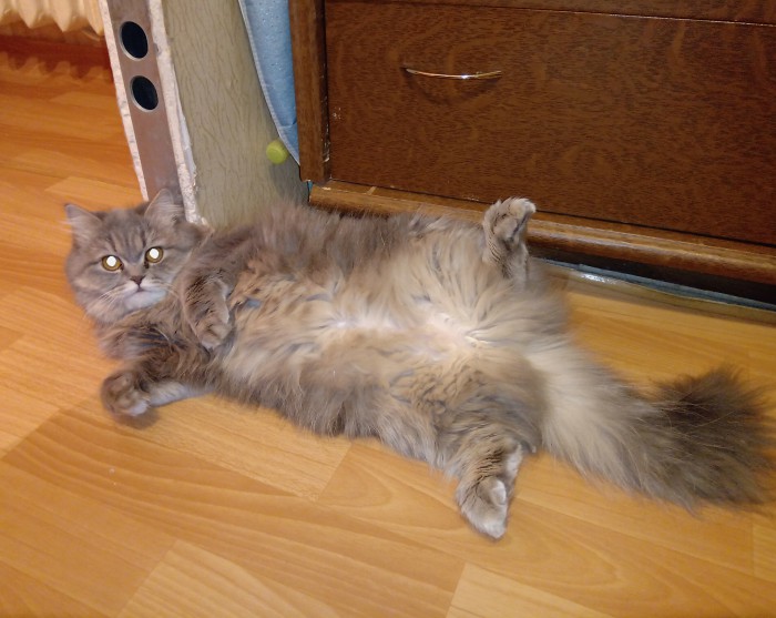 С Днём кошки!