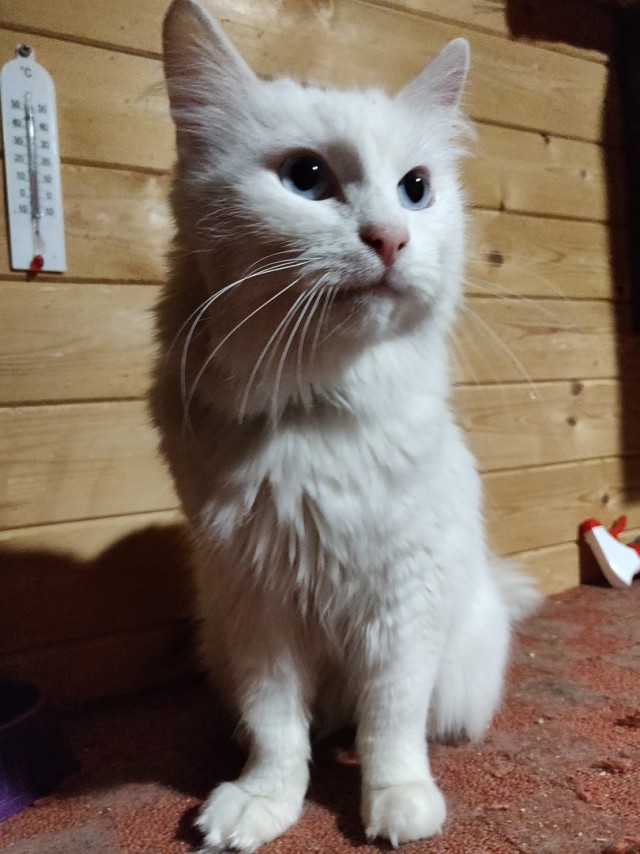 Забавные фото котеек