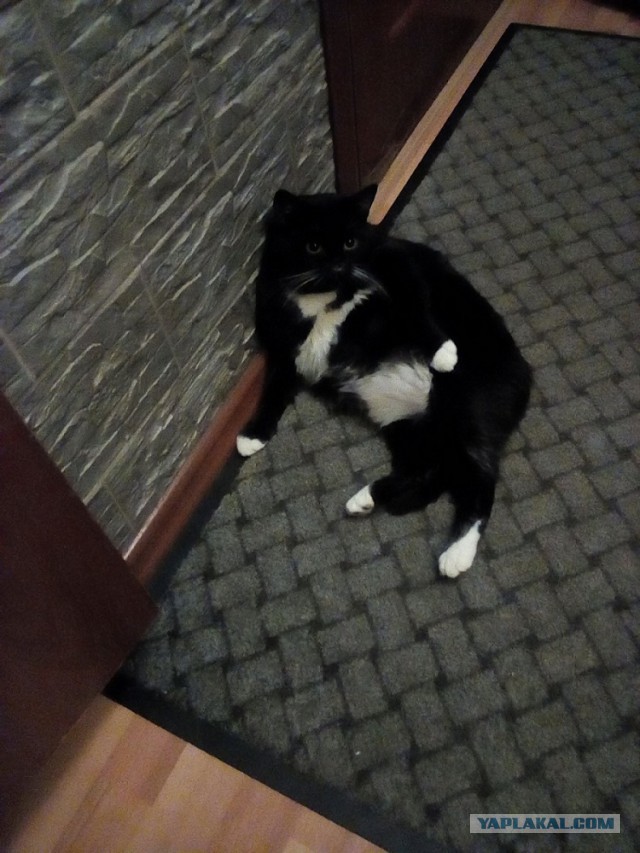 История одного котенка