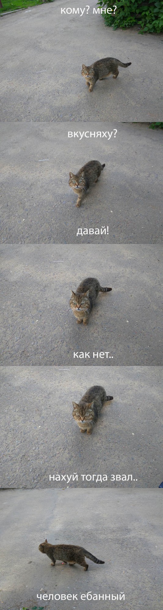 Котовторник! начнем? 04.06.19