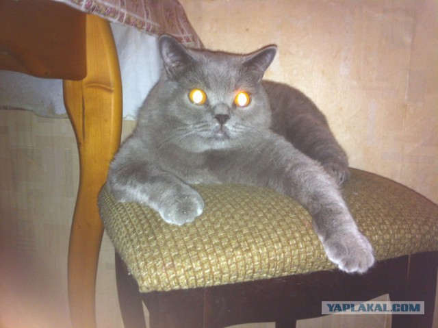Котовторник однако