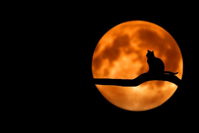 Котовторник!