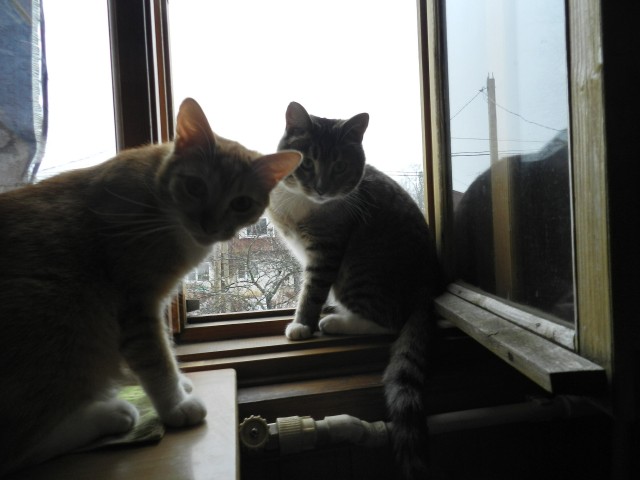 Котовторник 23.07.2019.