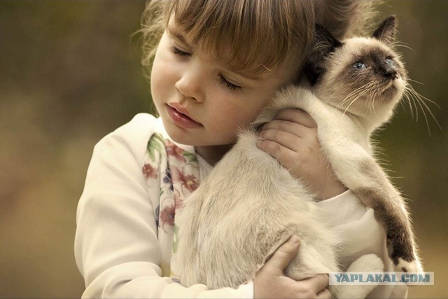 Котики всякие нужны