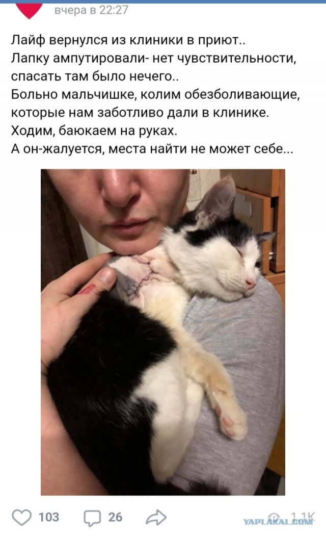 Помогите вернуть кота! Приют "Преданное сердце" украл кота и не отдает!-2