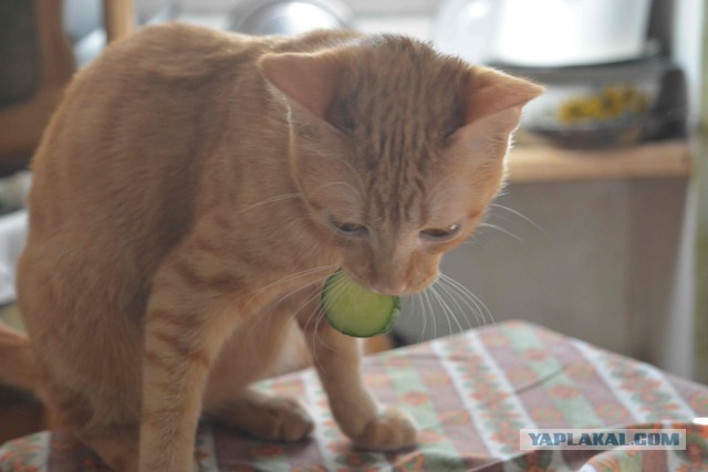 Ну, с котовторником!