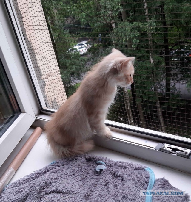 Кто кого спас? Я котенка, или он меня?