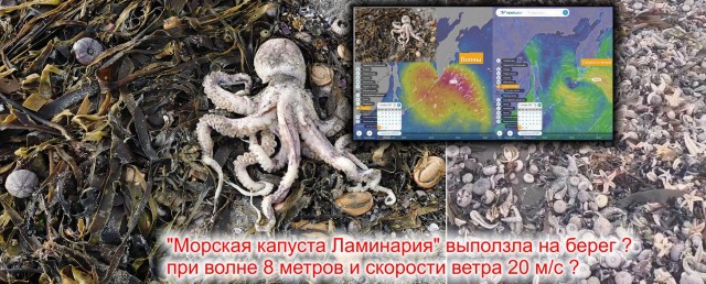Лицемерный хайп на катастрофе