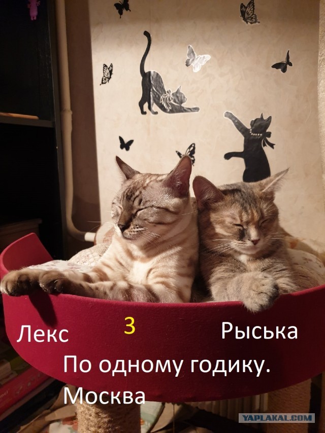 Жизнь домашнего приюта "Котоленд" 257