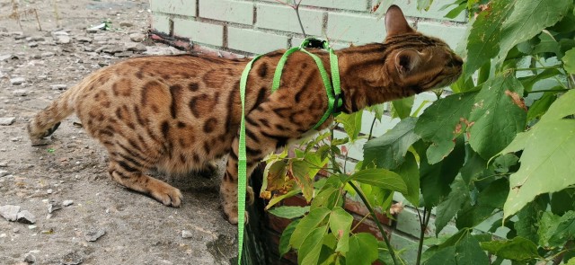 Моя красотка