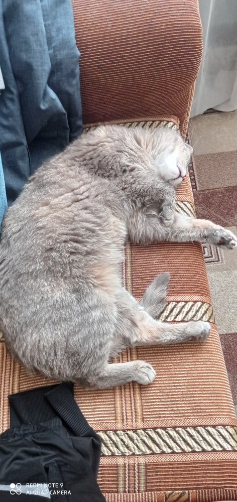 Кошки