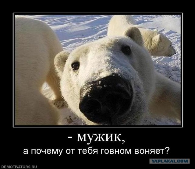 Голодный мишка и консерва, (BBC cameraman)