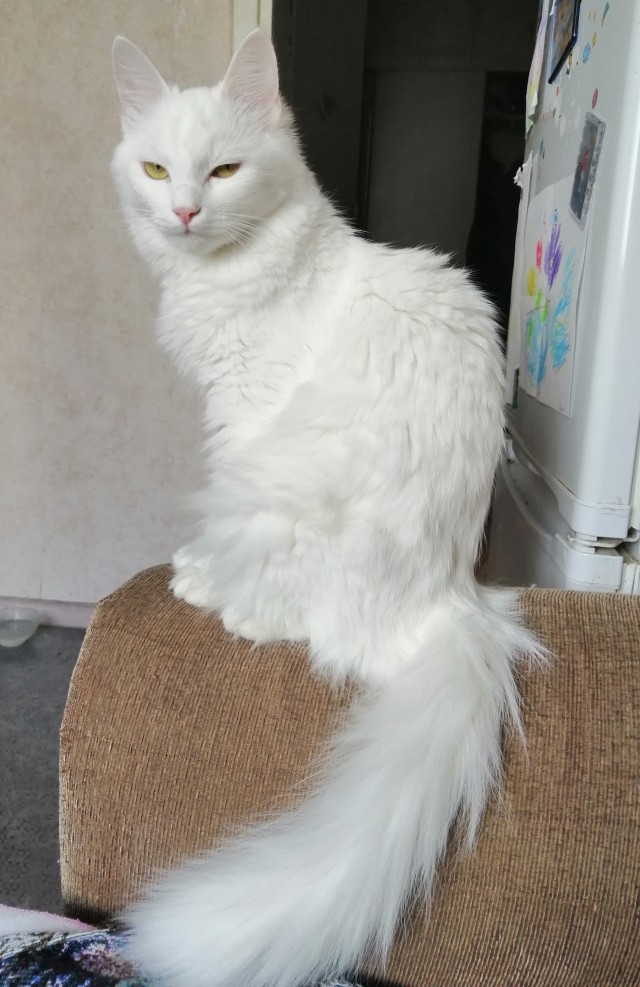 Даешь котовторник!