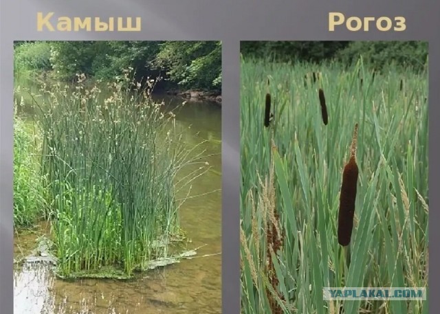 Веганский шашлык