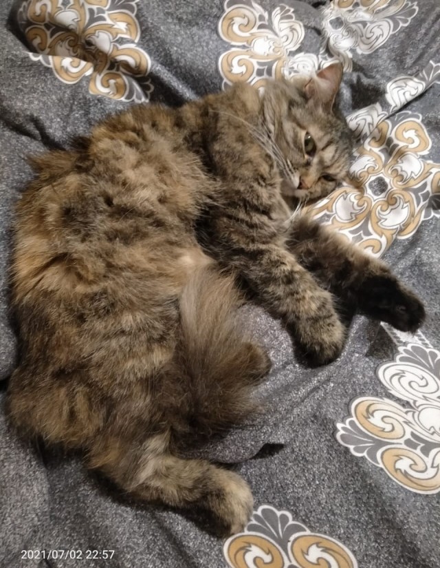 Мои личные котейки к котовторнику!