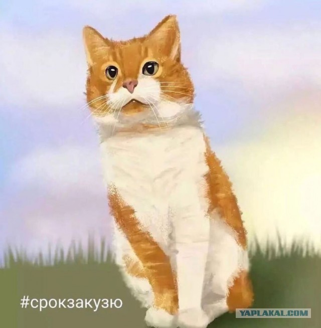 Кот Кузя и продолжение истории