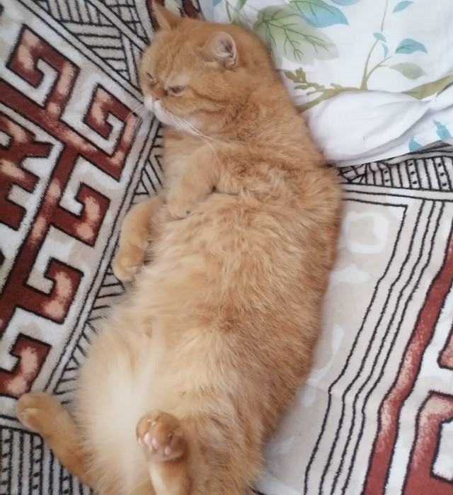 Вы, что спите? Вставайте, котовторник же!