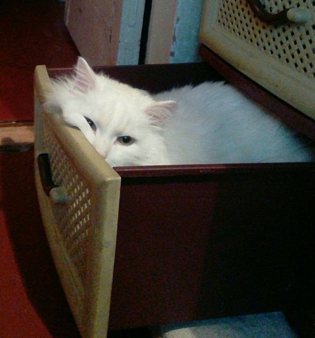 Вы, что спите? Вставайте, котовторник же!