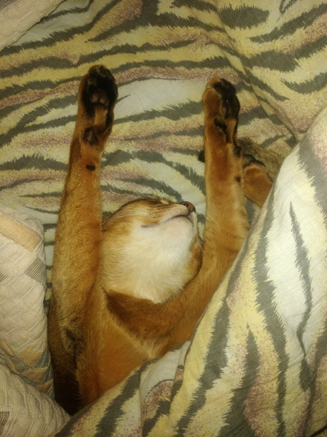 Котовторнику посвящается
