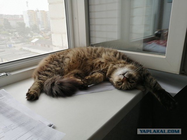 Ну, поехали в котоввторник!