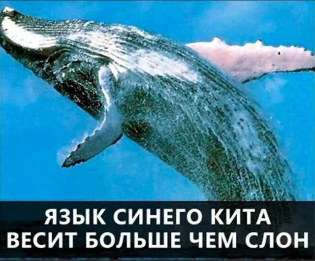 70 удивительных фактов