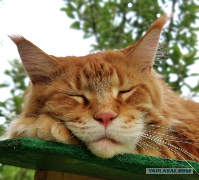 Котовторник ведь начался!