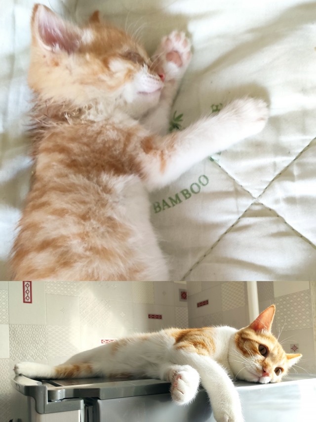 А вот и котовторник 24.05.2022
