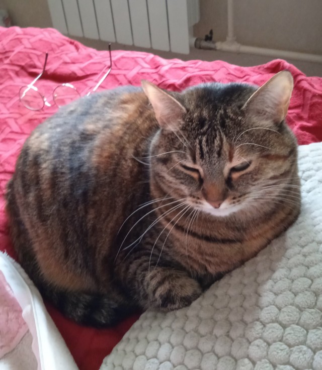 Котовторник. Королева помойки