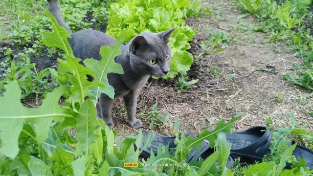 Лето и коты