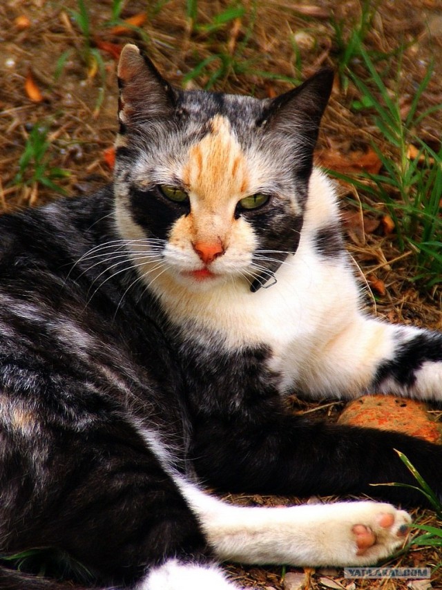 Прогулка по Крыму