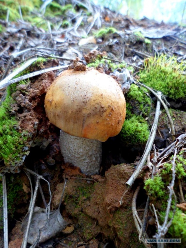 Генералы песчаного карьера