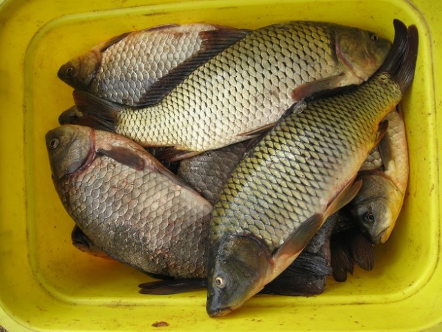 Рыбалка (Чёрный Яр)