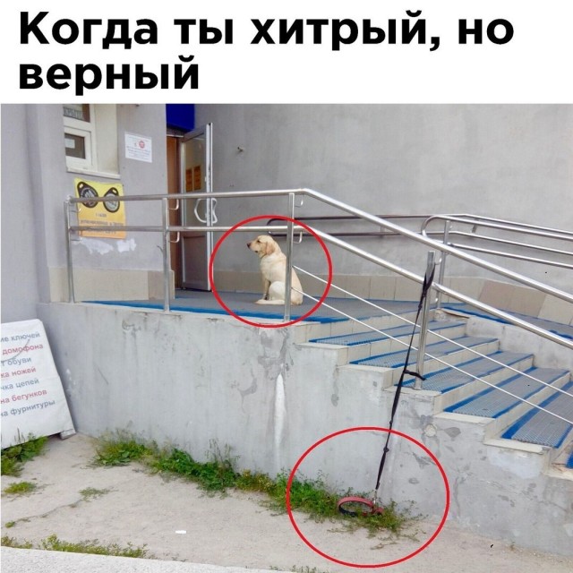 Картинки вроде весёлые и совсем немного задуматься