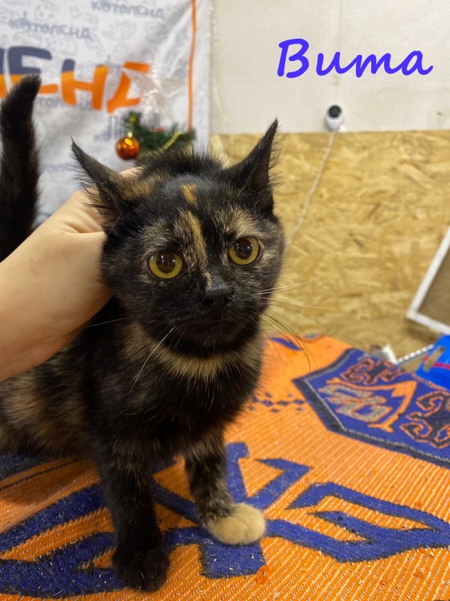 Жизнь домашнего приюта "Котоленд" 371