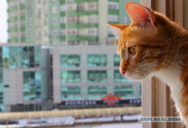 Котовторник 26.03.2013