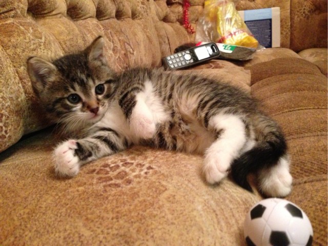Фото-истории брошенных котеек, до и после