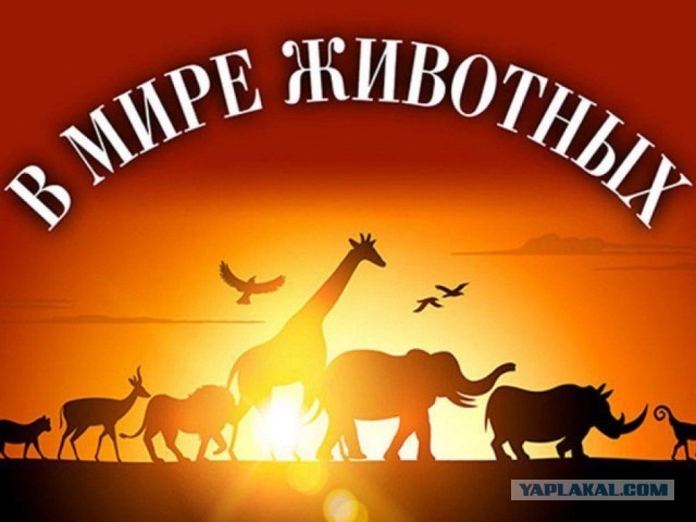 Во Владивостоке, на пляже Шамора, состоялся неравный бой