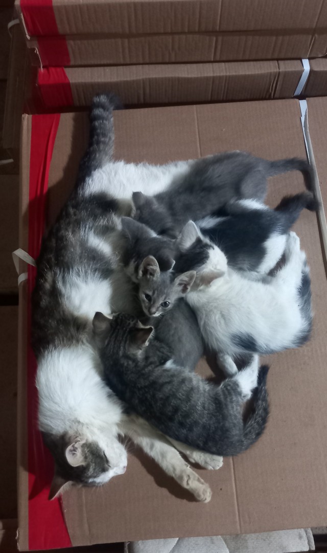 Не только котовторник, а еще и Всемирный день кошек!