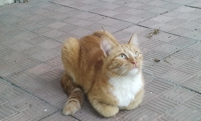 Котовторник 30.04.2013