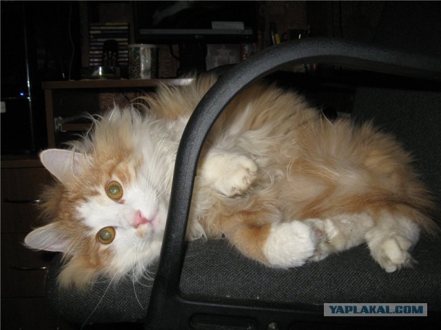 Котовторник 30.04.2013