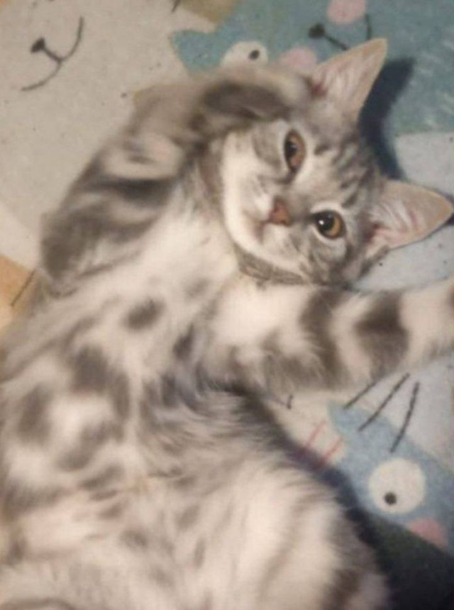 живадер сел сердце котенка