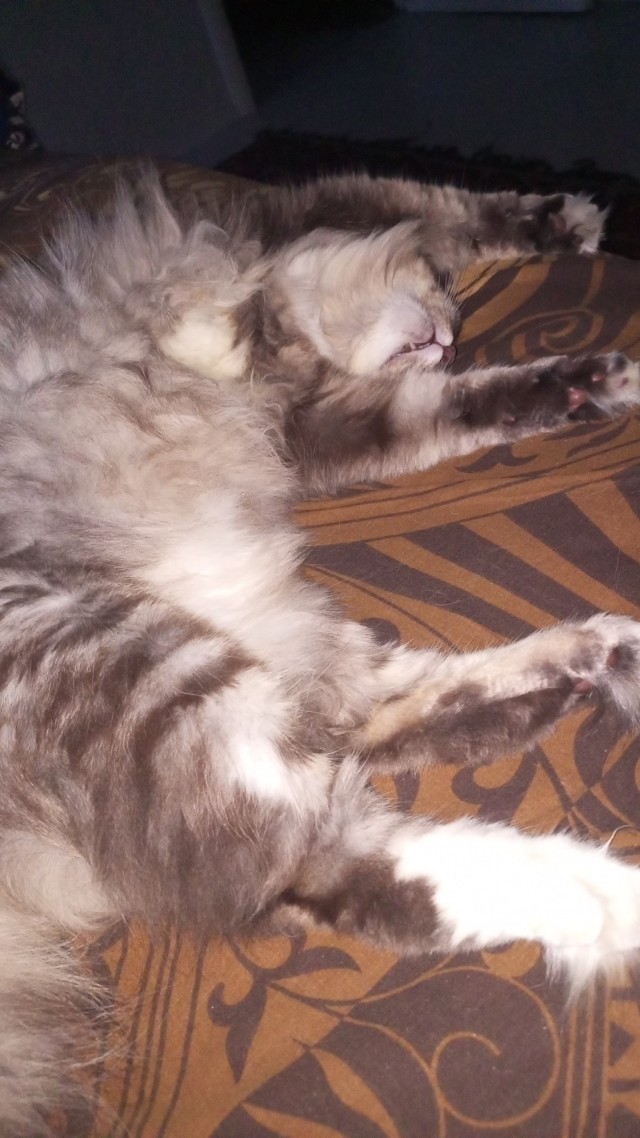 Котовторник в картинках